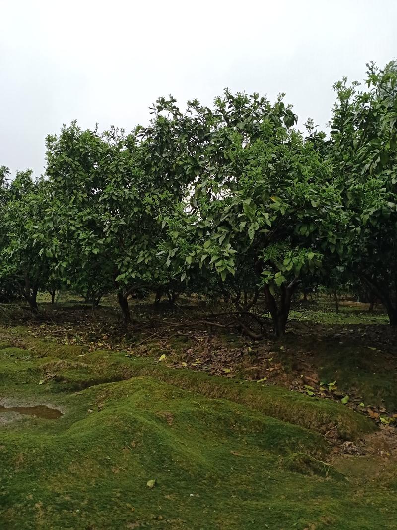 柚子树，丛生柚子树5一30公分大量供应，分枝点低冠幅茂。