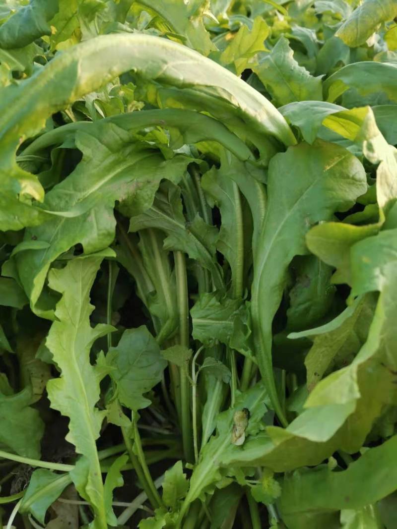 速冻优质荠荠菜块菜500克装1公斤装，500克装