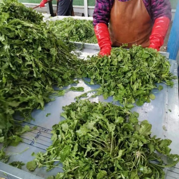 速冻优质荠荠菜块菜500克装1公斤装，500克装