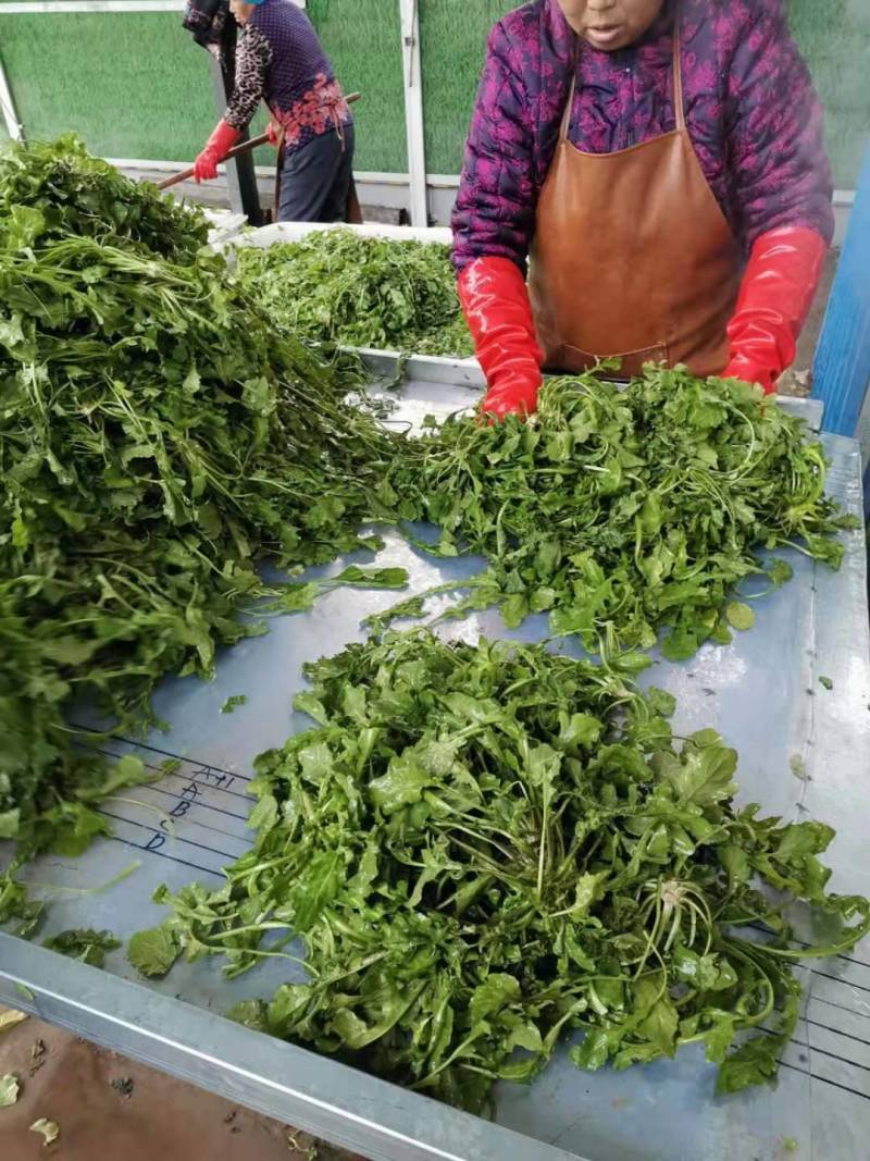 速冻优质荠荠菜块菜500克装1公斤装，500克装