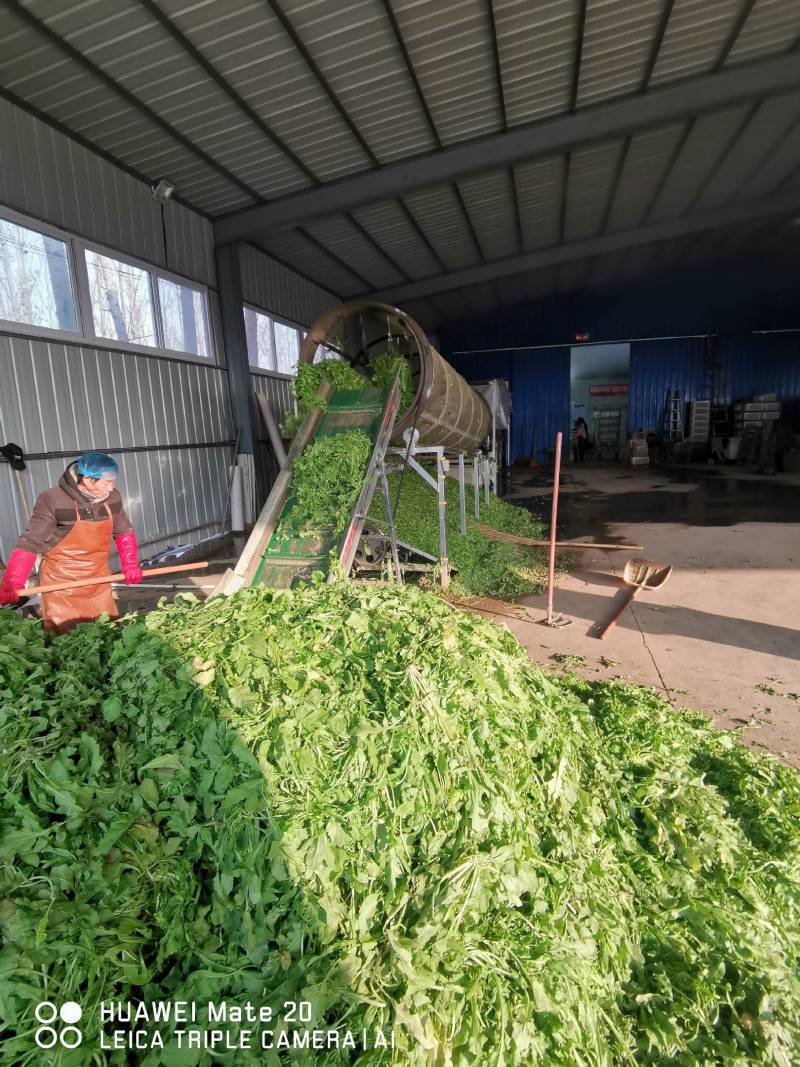 速冻优质荠荠菜块菜500克装1公斤装，500克装