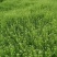 速冻优质荠荠菜块菜500克装1公斤装，500克装