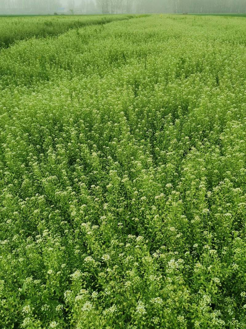 速冻优质荠荠菜块菜500克装1公斤装，500克装
