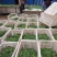 速冻优质荠荠菜块菜500克装1公斤装，500克装