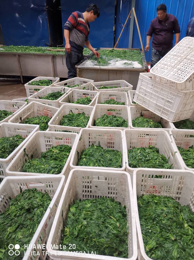 速冻优质荠荠菜块菜500克装1公斤装，500克装