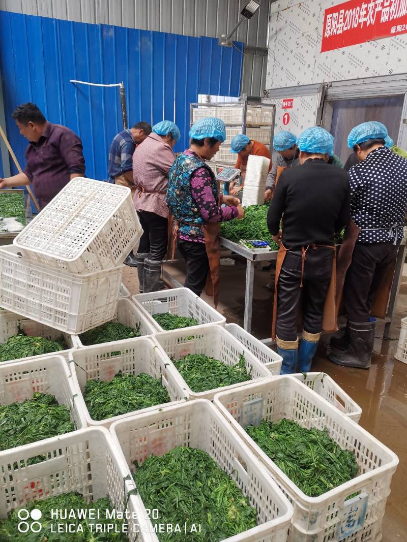 速冻优质荠荠菜块菜500克装1公斤装，500克装