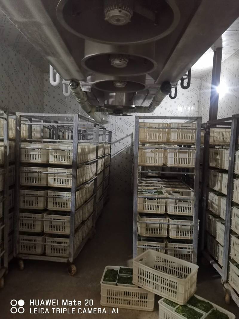 速冻优质荠荠菜块菜500克装1公斤装，500克装