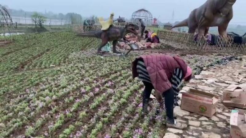 山东省青州芝樱小苗基地芝樱盆栽苗丛生福禄考小苗