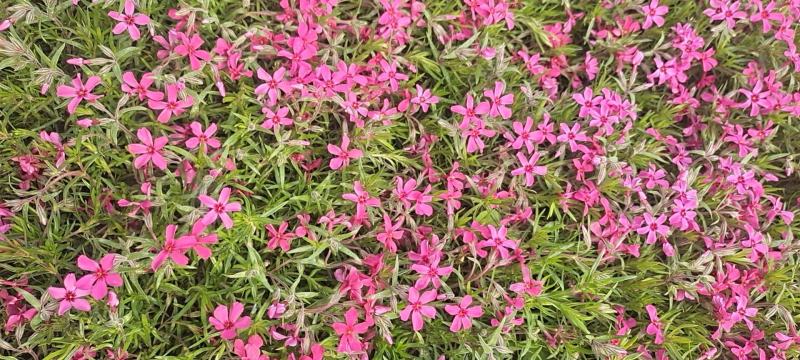 山东省青州芝樱小苗基地芝樱盆栽苗丛生福禄考小苗