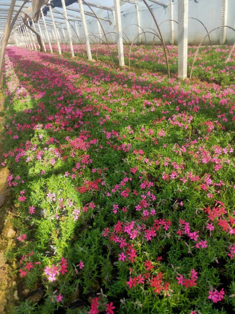 山东省青州芝樱小苗基地芝樱盆栽苗丛生福禄考小苗