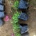 山东省青州芝樱小苗基地芝樱盆栽苗丛生福禄考小苗