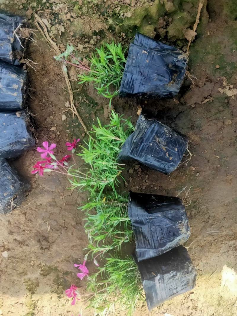 山东省青州芝樱小苗基地芝樱盆栽苗丛生福禄考小苗