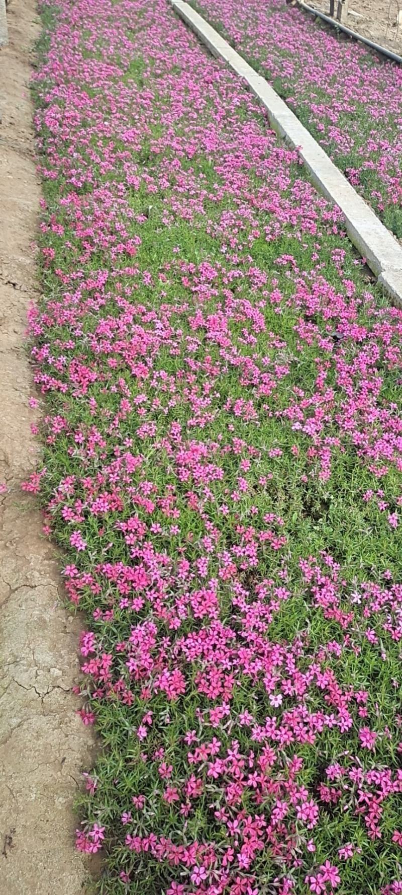 山东省青州芝樱小苗基地芝樱盆栽苗丛生福禄考小苗