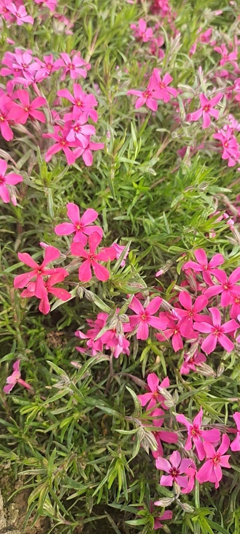 山东省青州芝樱小苗基地芝樱盆栽苗丛生福禄考小苗