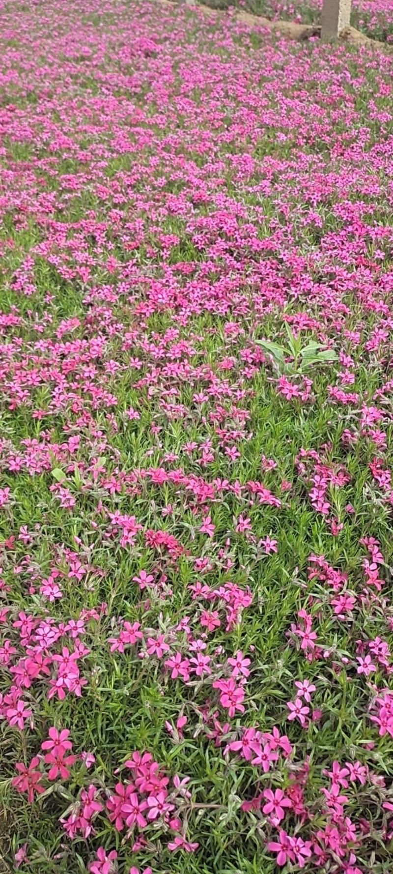山东省青州芝樱小苗基地芝樱盆栽苗丛生福禄考小苗