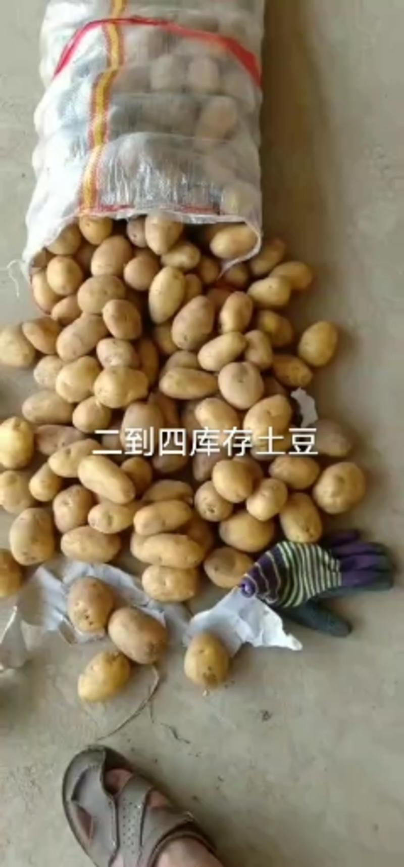 土豆/黄心土豆山东土豆荷兰十五土豆V7土豆