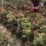 月季花苗爬藤特大花四季盆栽小苗庭院藤本开不断植物欧月蔷薇