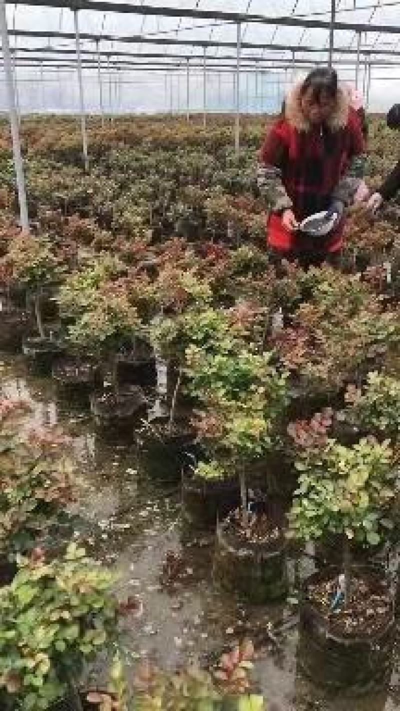 月季花苗爬藤特大花四季盆栽小苗庭院藤本开不断植物欧月蔷薇