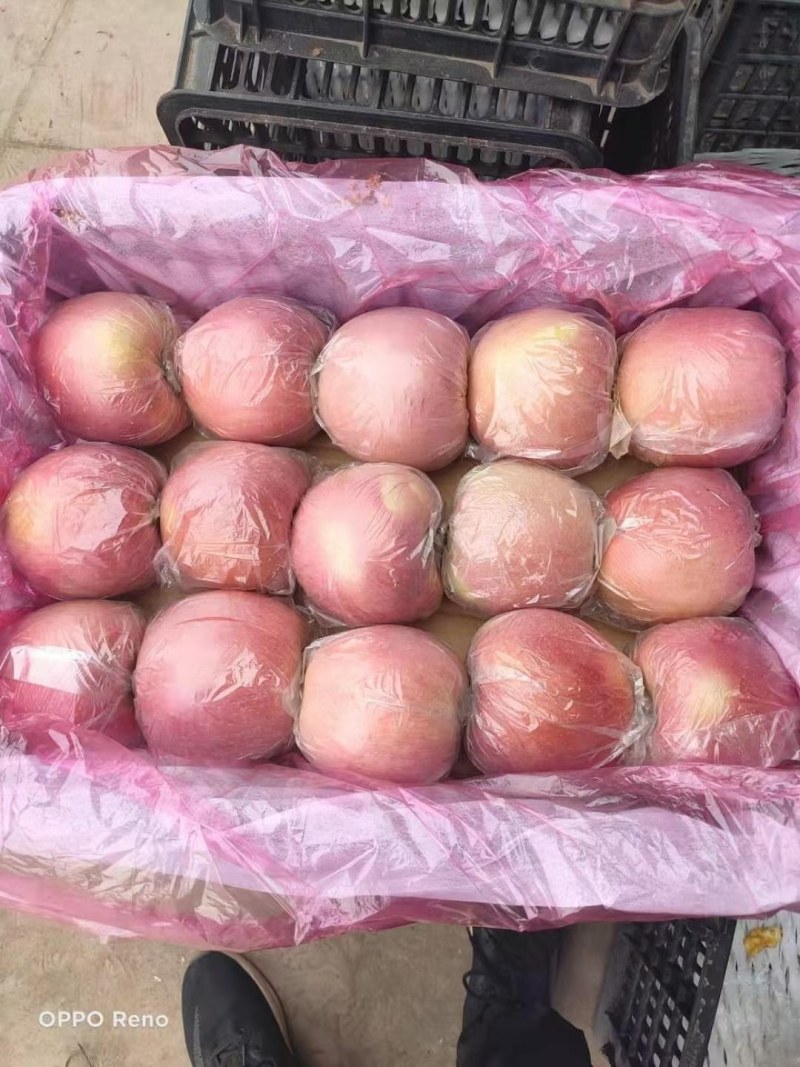 富士苹果七五以上莫代，箱装套网分屋分格