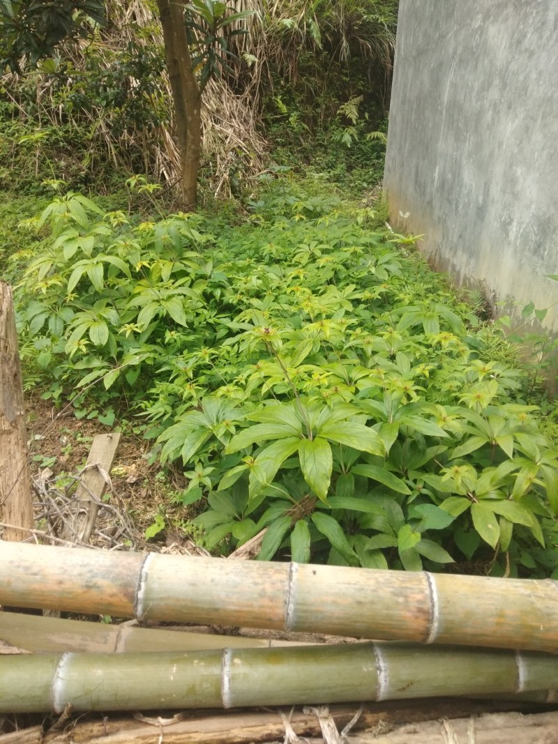 江西福建七叶一枝花(重楼，七叶莲适应高低海拔