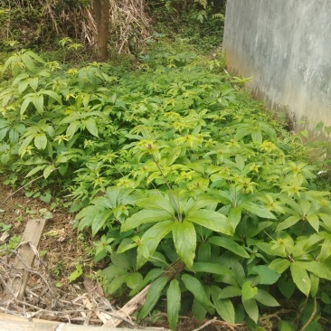 江西福建七叶一枝花(重楼，七叶莲适应高低海拔