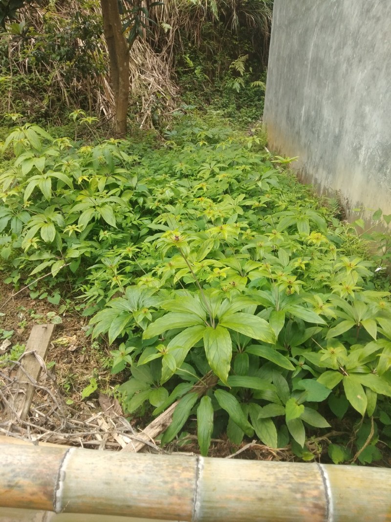 江西福建七叶一枝花(重楼，七叶莲适应高低海拔