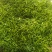 黄花菜3月初大量上市，欢迎预定新鲜黄花菜货好农家自产自销