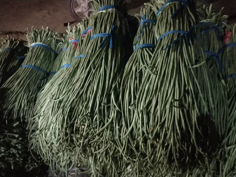 山东精品豆角原产地一手货源诚信经营量大价优全国代发