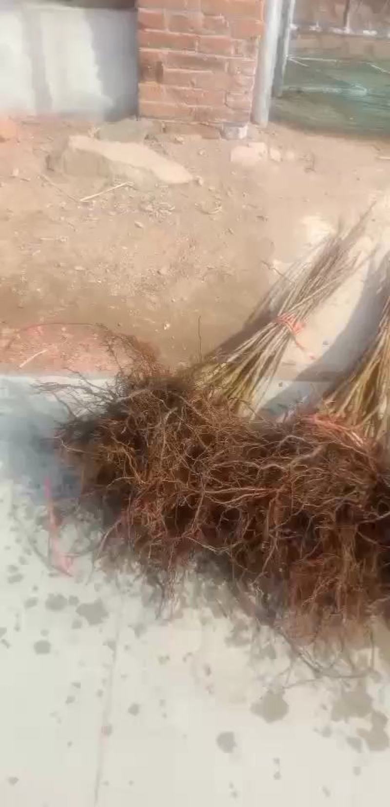 鸡心果苗可以起苗了，需要的速联系