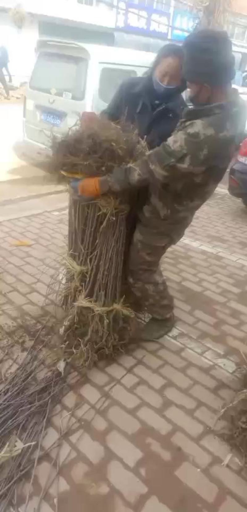 鸡心果苗可以起苗了，需要的速联系