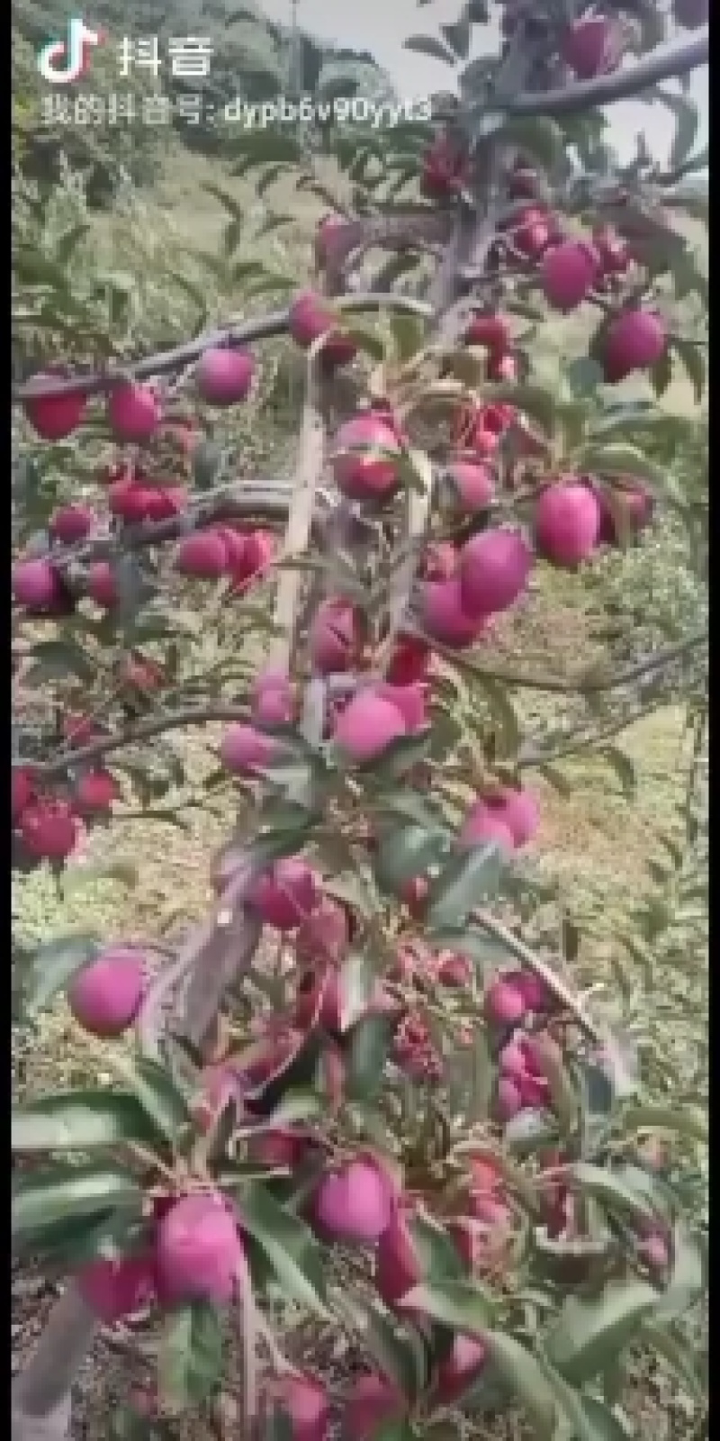 鸡心果苗可以起苗了，需要的速联系