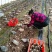 基地直供羊肚菌，今年种了200亩，质优价美