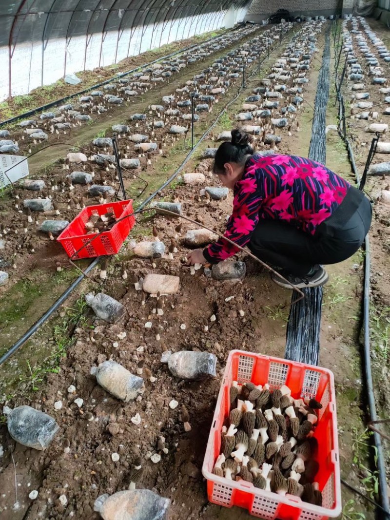 基地直供羊肚菌，今年种了200亩，质优价美