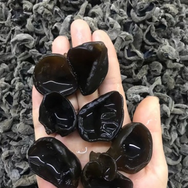 【优选】木耳电商专用泡发1比12--15斤酥干园边不打水