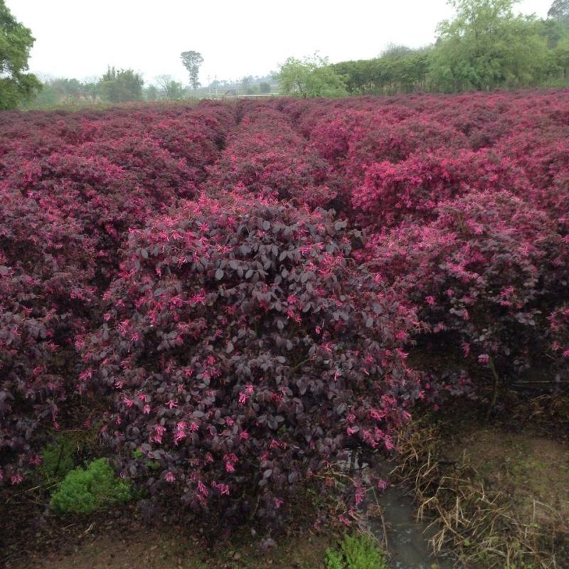 红花继木苗庭院绿植花卉篱笆围墙红檵木小苗四季红叶