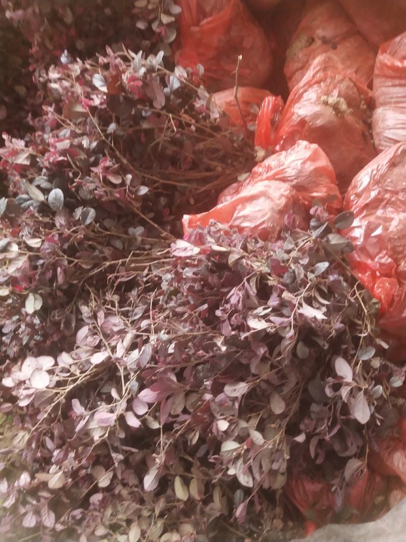 红花继木苗庭院绿植花卉篱笆围墙红檵木小苗四季红叶