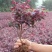红花继木苗庭院绿植花卉篱笆围墙红檵木小苗四季红叶