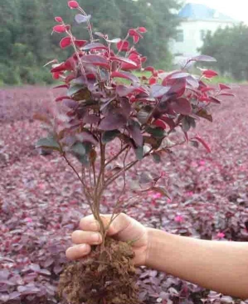 红花继木苗庭院绿植花卉篱笆围墙红檵木小苗四季红叶