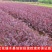 红花继木苗庭院绿植花卉篱笆围墙红檵木小苗四季红叶