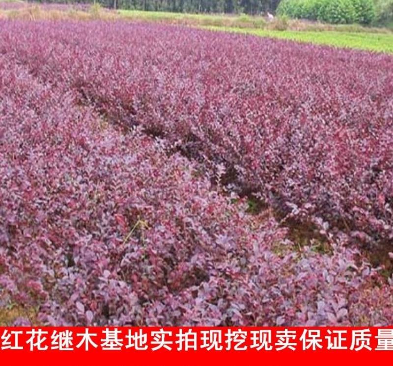 红花继木苗庭院绿植花卉篱笆围墙红檵木小苗四季红叶