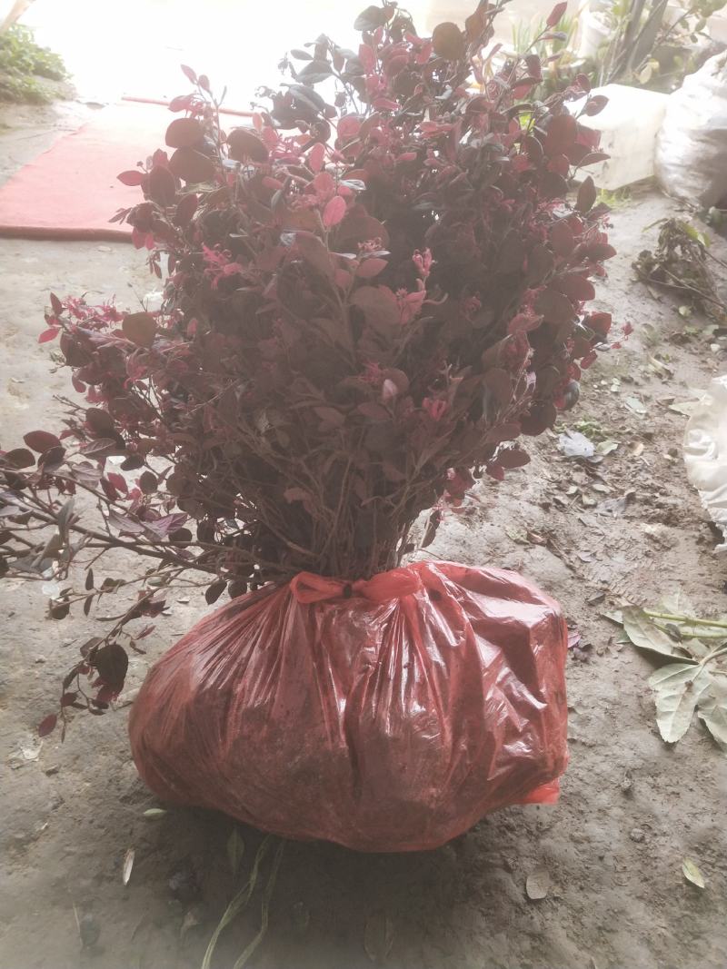红花继木苗庭院绿植花卉篱笆围墙红檵木小苗四季红叶