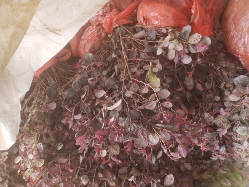 红花继木苗庭院绿植花卉篱笆围墙红檵木小苗四季红叶
