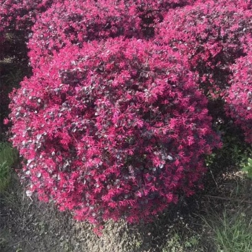 红花继木苗庭院绿植花卉篱笆围墙红檵木小苗四季红叶