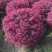 红花继木苗庭院绿植花卉篱笆围墙红檵木小苗四季红叶