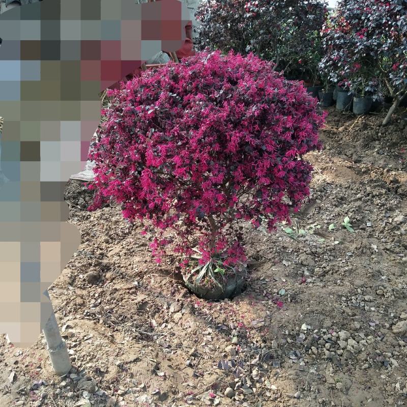 红花继木苗庭院绿植花卉篱笆围墙红檵木小苗四季红叶