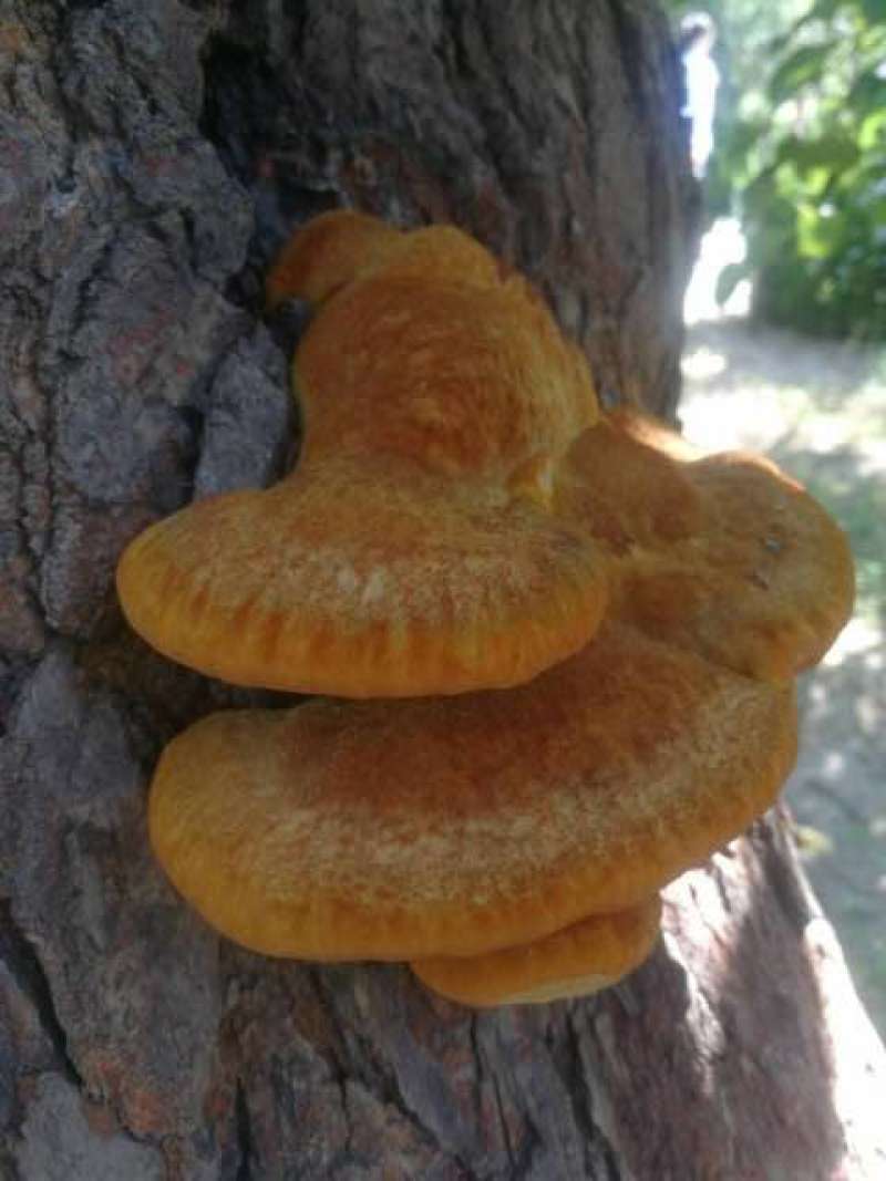 故道桑黄无棣县老桑树桑黄菌包