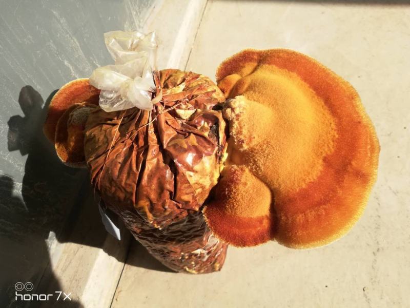 故道桑黄无棣县老桑树桑黄菌包