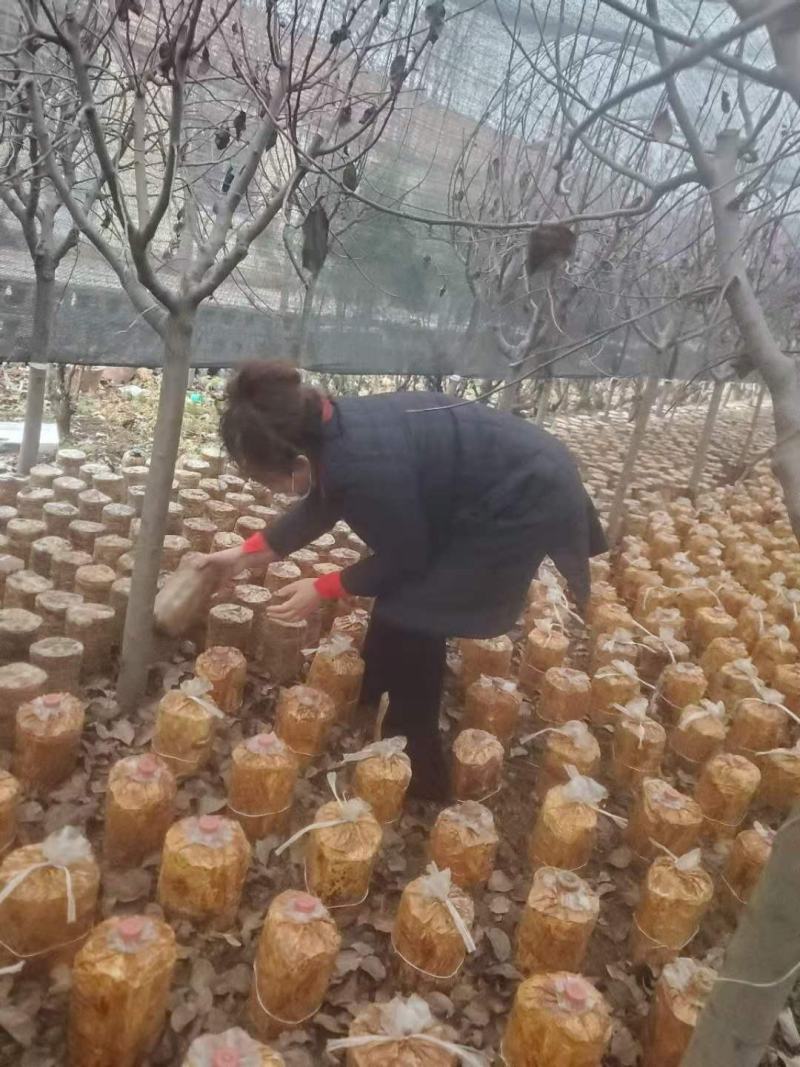 故道桑黄无棣县老桑树桑黄菌包