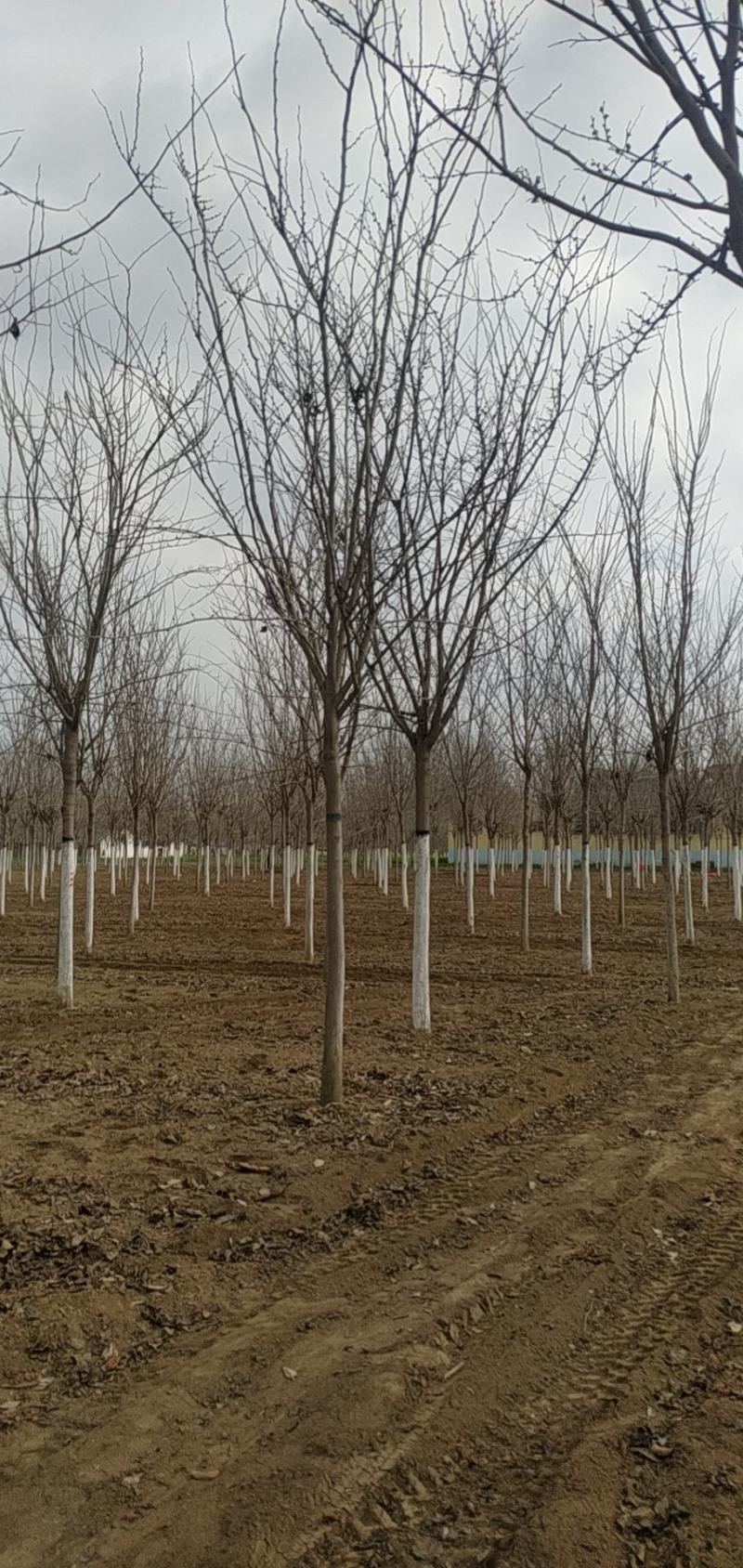 河南省鄢陵县精品巨紫荆10厘米巨紫荆树形优