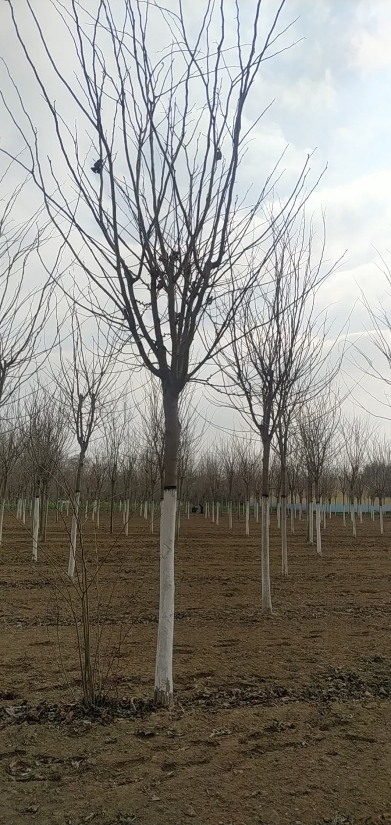 河南省鄢陵县精品巨紫荆10厘米巨紫荆树形优